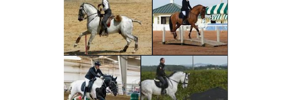 Working Equitation Norge